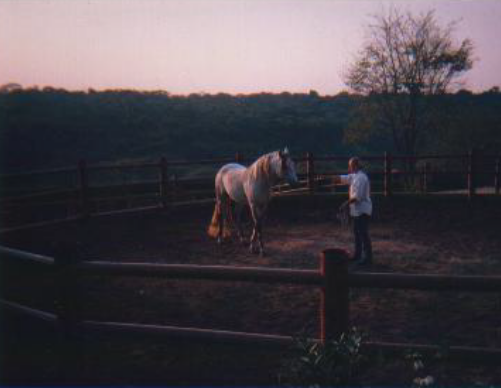 SELEÇÃO, DOMA E TREINAMENTO DO CAVALO DE EQUOTERAPIA (50h)